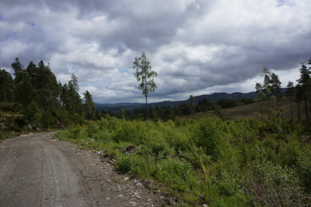 Jong bos na boskap, omhoog vanaf Cannich