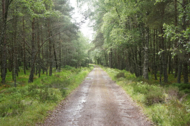Makkelijke paden door het bos