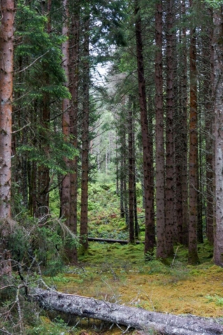 De dag begint met mooie bossen